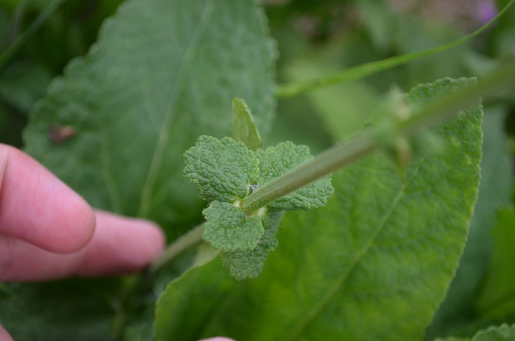 Salvia pratensis